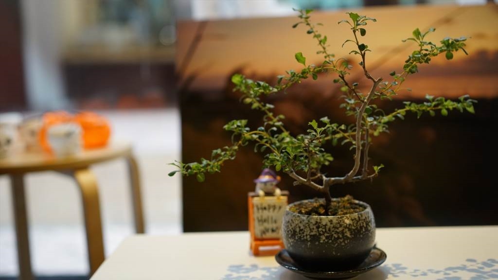 bonsai co oznacza