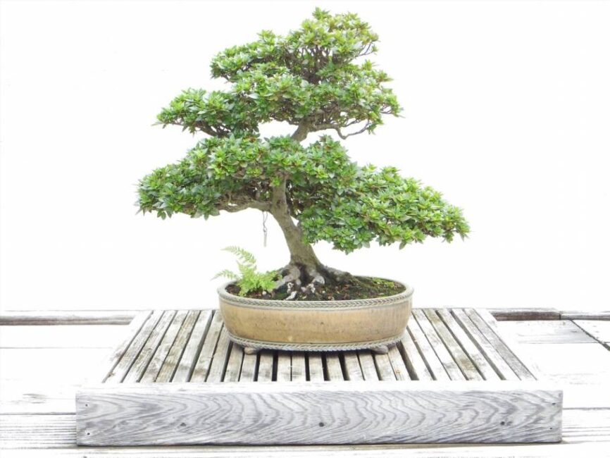 jak przesadzać bonsai