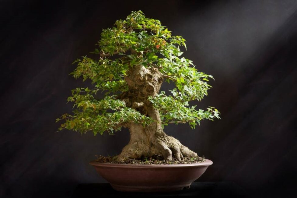 jak przesadzić bonsai ficus